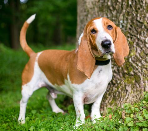 basset hounds for sale in virginia